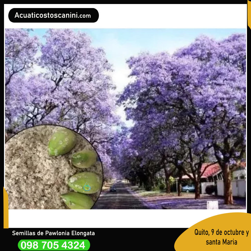 Semillas De Paulownia Elongata